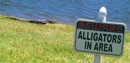 An alligator right outside my office