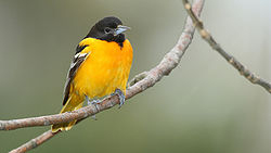 Baltimore Oriole - the state bird of Maryland