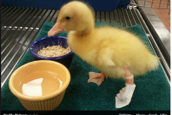 Buttercup the Duck wearing his new 3D printed plastic foot.