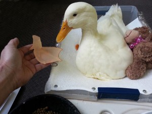 Three dimensional printing helped make a new webbed foot for this little duck named Buttercup.